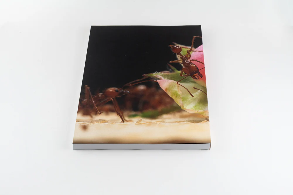 Blommers & Schumm - More - Image 3