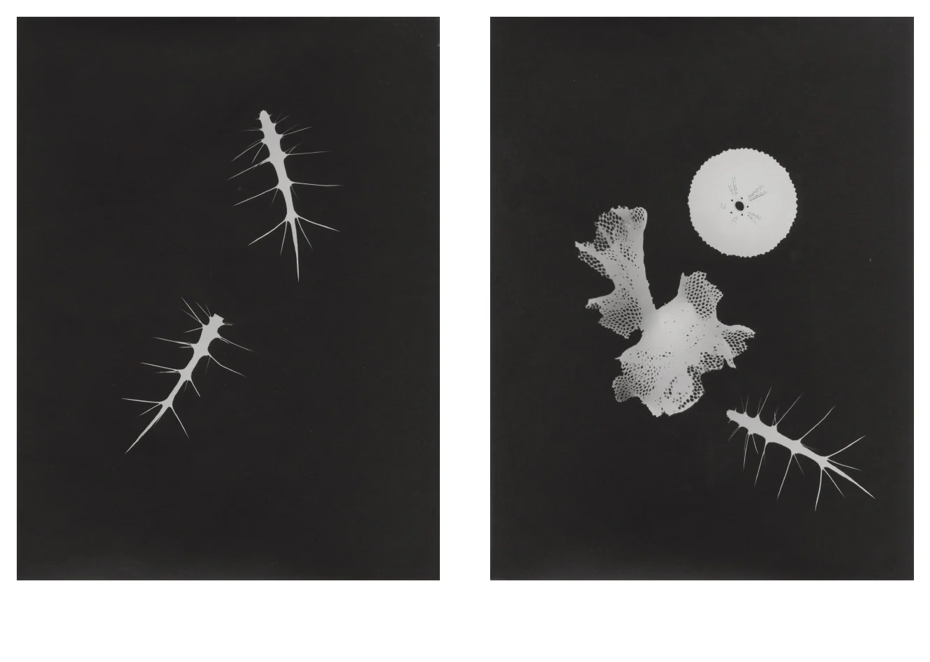 Jochen Lempert - Local Ecology - Kastellorizo - Image 5