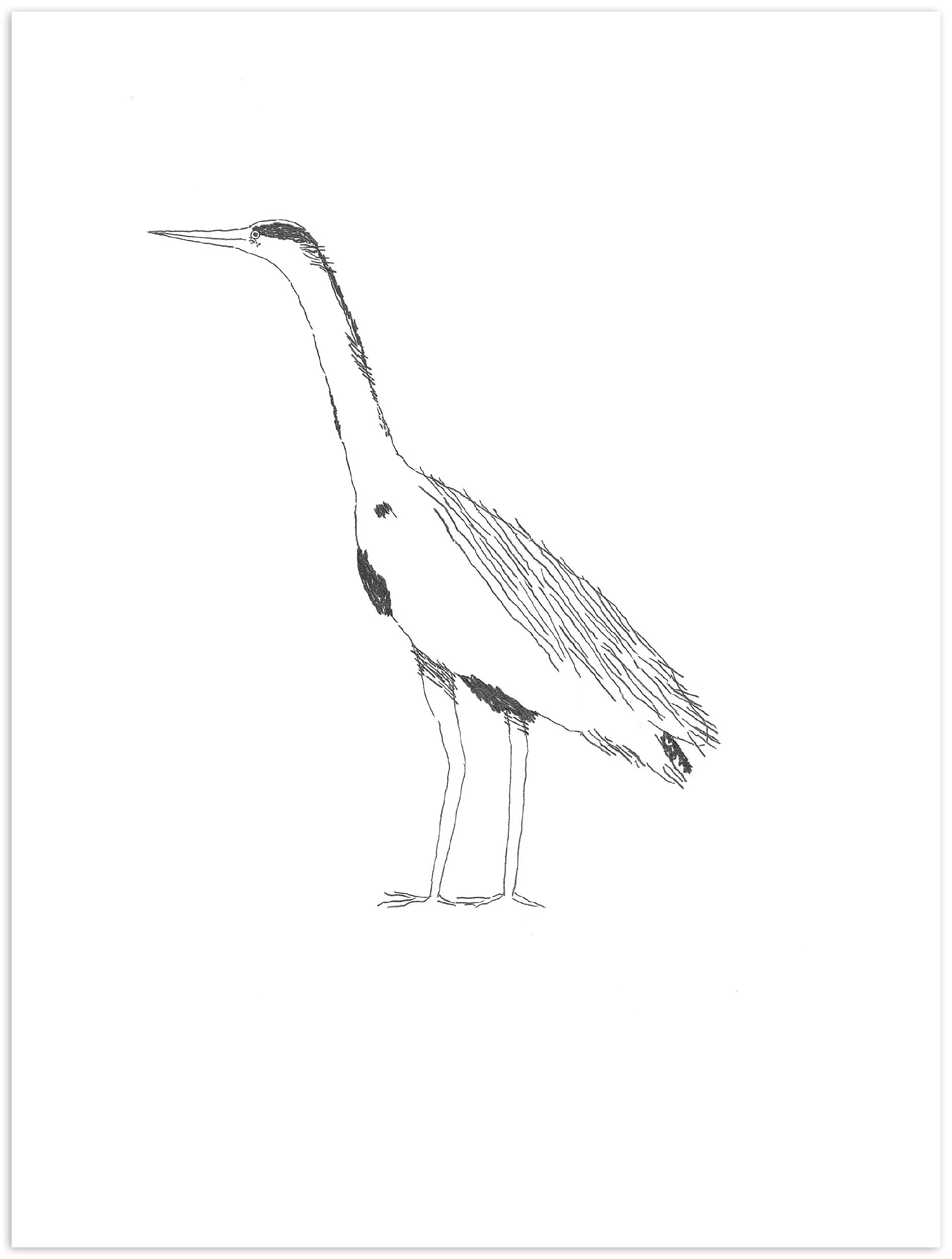 Nigel Peake <br><em>Birds of Japan</em>, 2020 - Image 3
