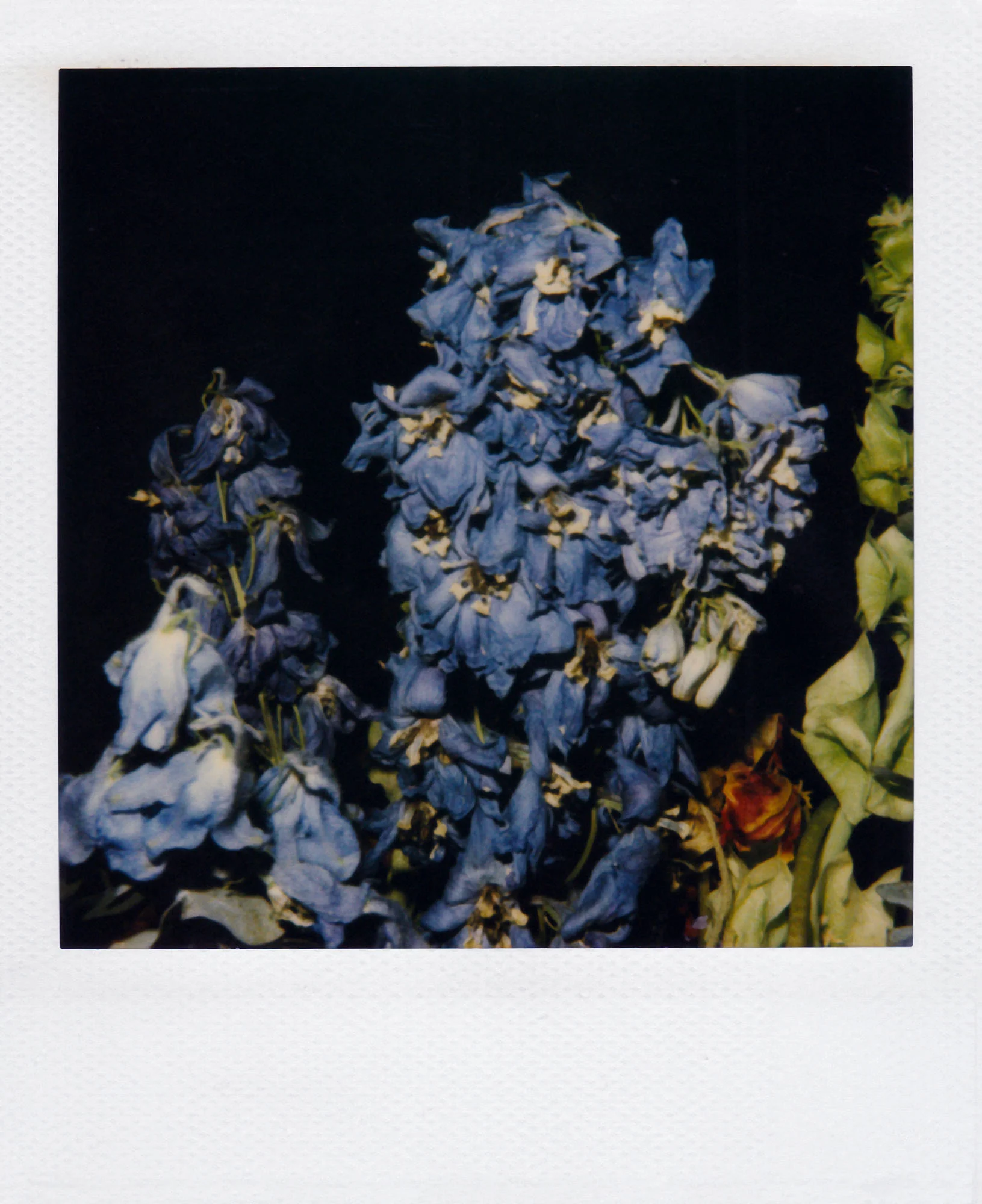 Nobuyoshi Araki <br><em>Flower</em>, 2006-2009 - Image 21