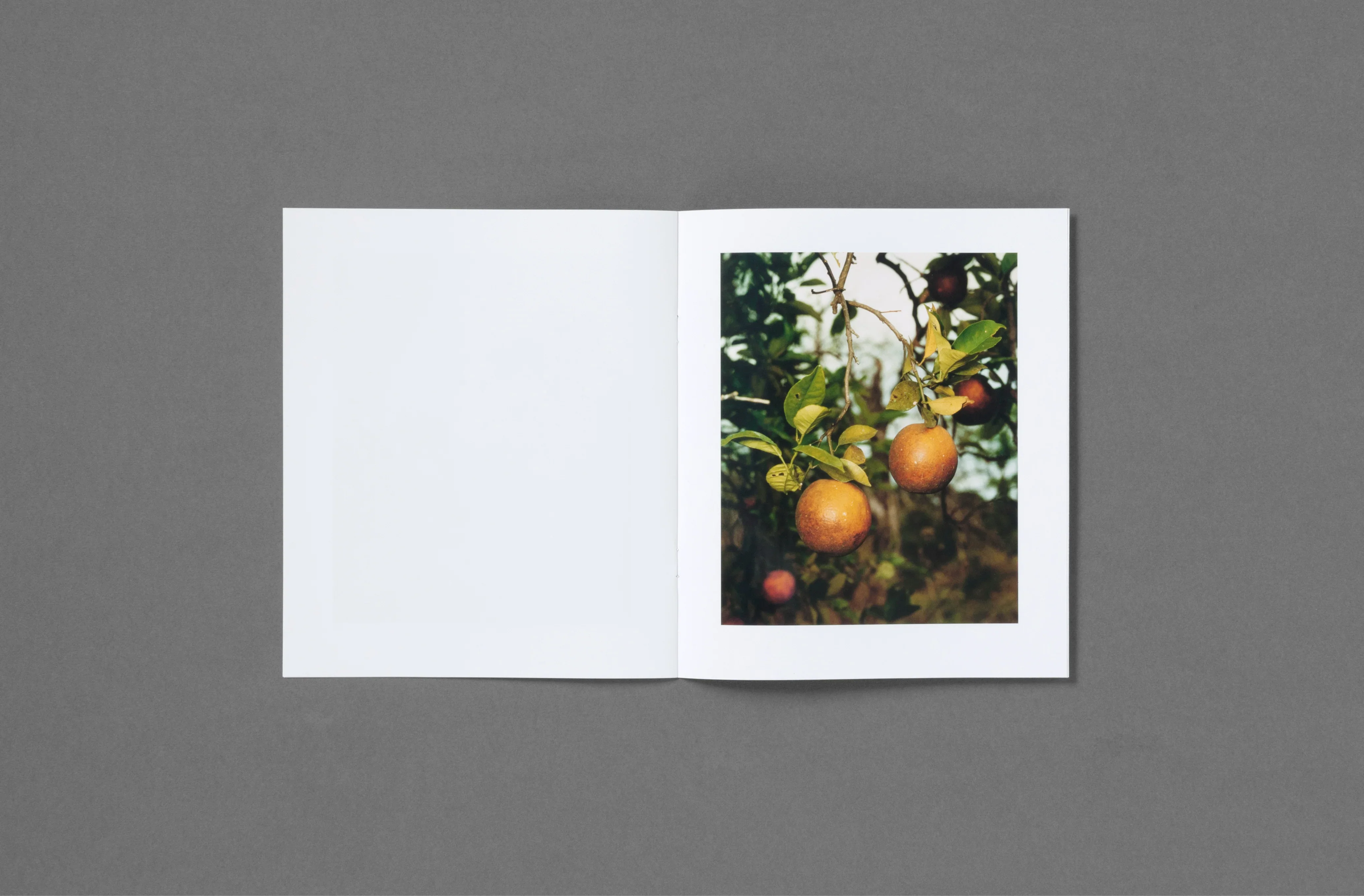 Roe Ethridge - In the Beginning - Image 6