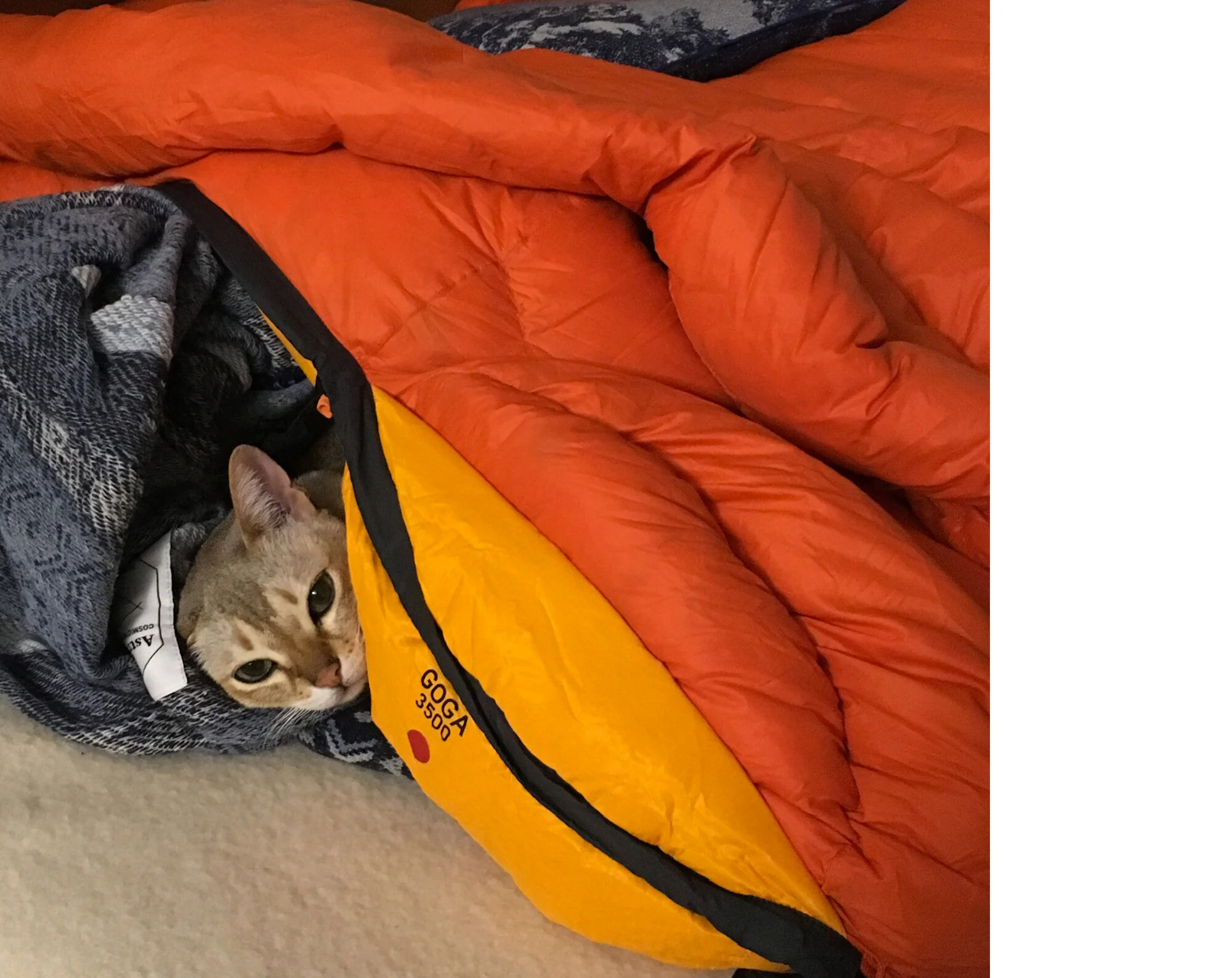 Takashi Homma - This Is Not My Cat - Image 7